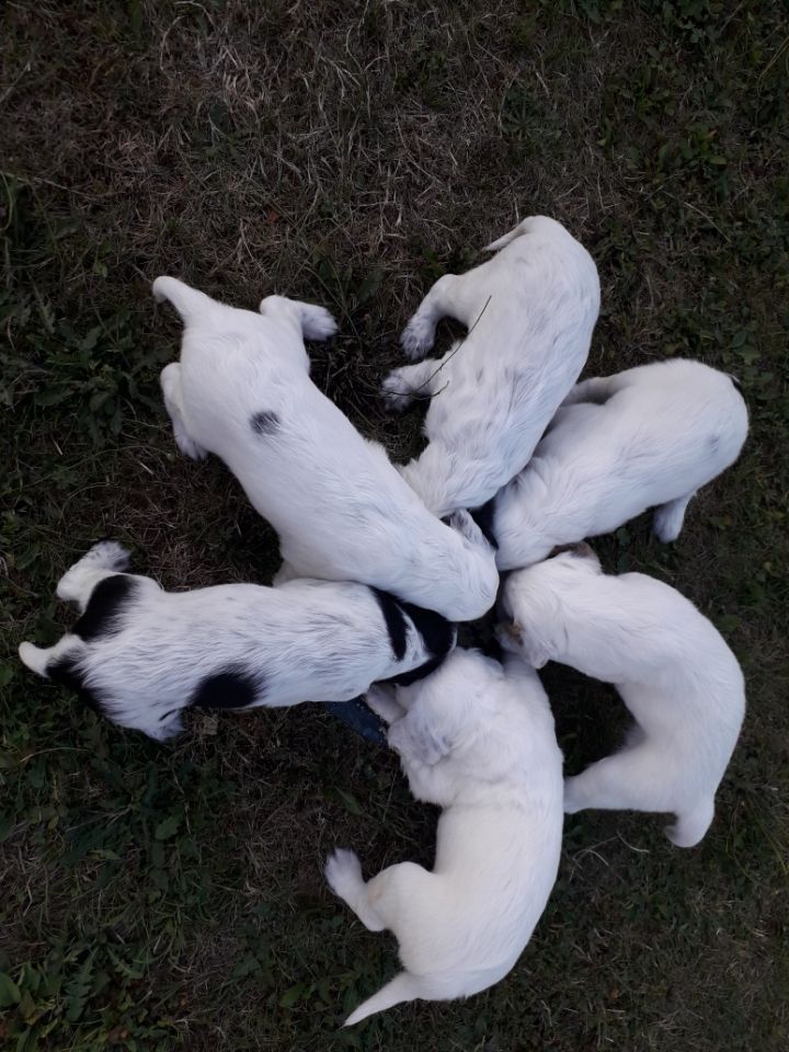 chiot Setter Anglais De La Vallée Du Brezou